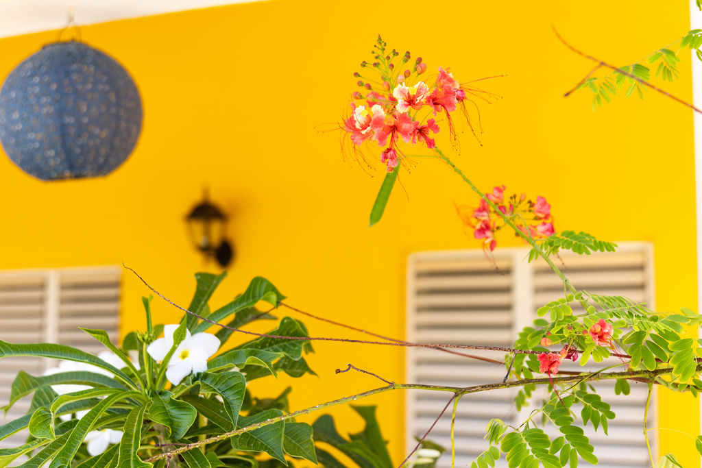 Flamboyant blossoms against the yellow villa wall