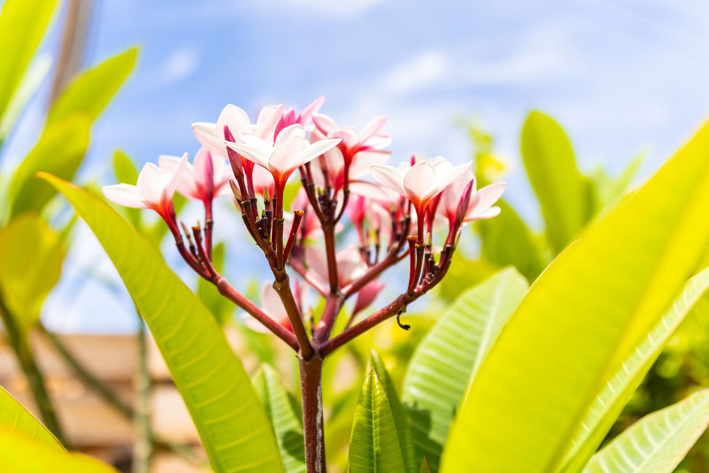 Pink plumeria flowers under the Caribbean sky