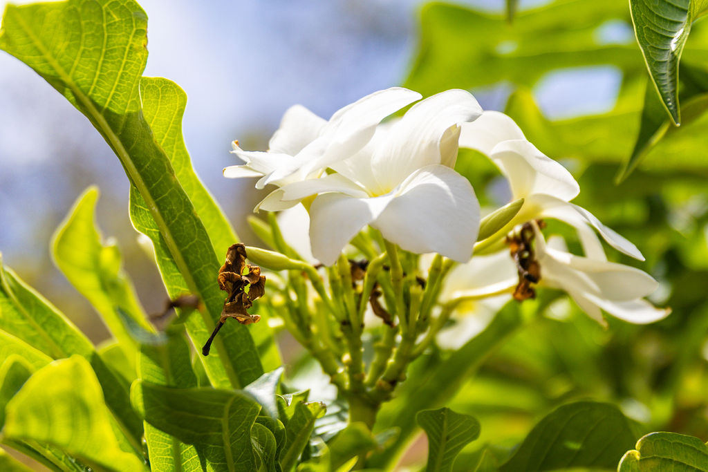 White plumeria blossoms in the garden
