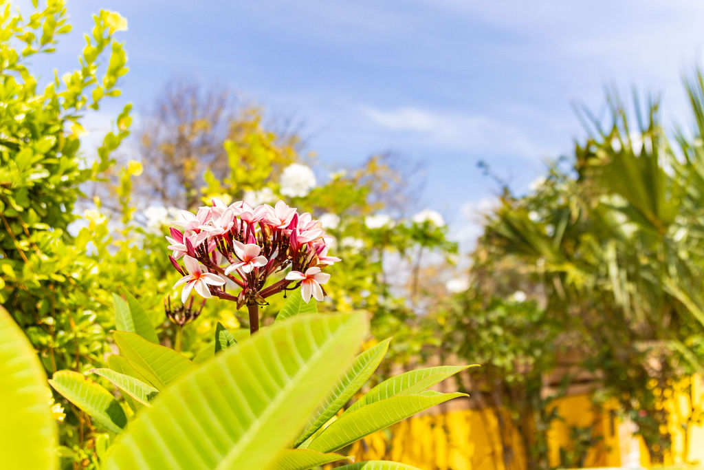 Lush garden with plumeria, palms and yellow wall
